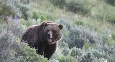 Lamar Valley Tours in Yellowstone