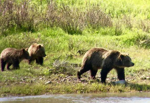 Family of bears in Yellowstone