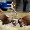 Fall in Yellowstone - Autumn in the Rockies 