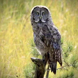 Birding in Yellowstone National Park