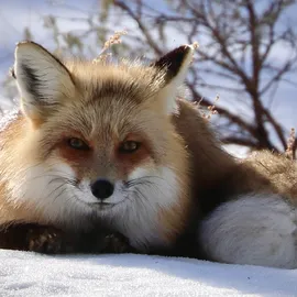 Don't Miss Yellowstone's Smaller Dogs