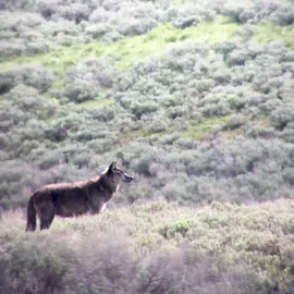 Death of a Yellowstone Wolf - Remembrance to 926F