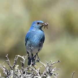 Signs of Spring in Yellowstone National Park