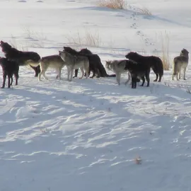 Yellowstone Winter Wolf Update