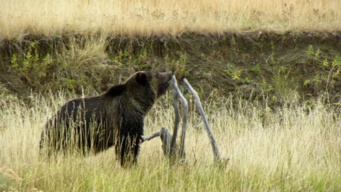 yellowstone-banner-10