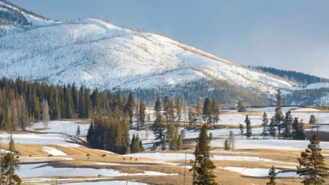 yellowstone-banner-2