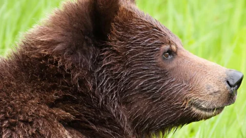 yellowstone-banner-3