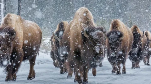 yellowstone-banner-6