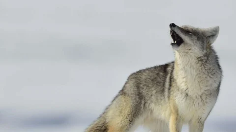 yellowstone-banner-8