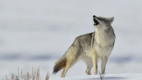 yellowstone-home-banner-2